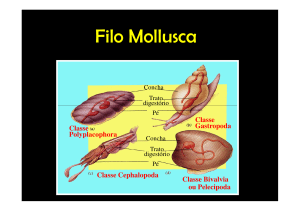 Filo Mollusca