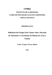 Influência dos Fungos Dark Septate sobre Absorção de