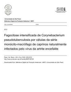 Fagocitose intensificada de Corynebacterium