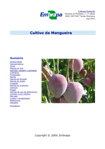 Cultivo da Mangueira - Infoteca-e