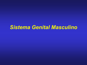 Sistema Genital Masculino - Odontologia Sorocaba 2016