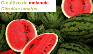 O cultivo da melancia Citrullus lanatus