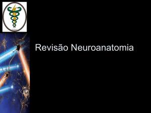Revis&atilde;o neuroanatomia UNIP