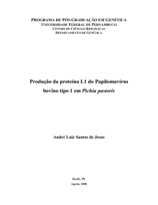 Produção da proteína L1 do Papilomavírus bovino tipo 1 em Pichia