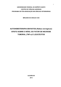 AUTOHEMOTERAPIA EM RATOS (Rattus norvegicus): EFEITO