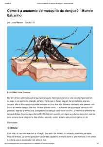 Como é a anatomia do mosquito da dengue?