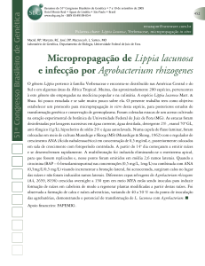 Micropropagação de Lippia lacunosa e infecção por Agrobacterium