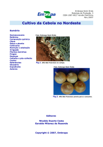 Cultivo da Cebola no Nordeste - Infoteca-e