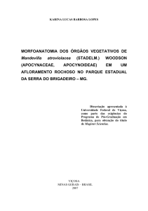 MORFOANATOMIA DOS ÓRGÃOS VEGETATIVOS DE Mandevilla