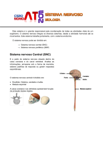 Sistema nervoso Central (SNC)