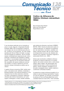 Cultivo de Alfavaca-de- Galinha (Ocimum micranthum - Infoteca-e