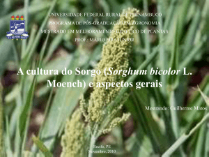 A cultura do Sorgo (Sorghum bicolor L. Moench) e aspectos gerais