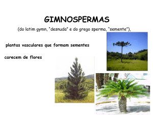 GIMNOSPERMAS - Escola Guimarães Rosa