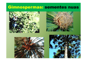 Gimnospermas: sementes nuas