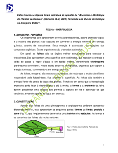 “Anatomia e Morfologia de Plantas Vasculares” (Menezes et al, 2004)