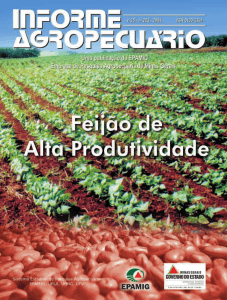 Informe Agropecuário nº223 - Feijão de alta