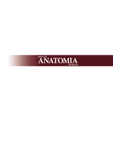 anatomia - Grupo A