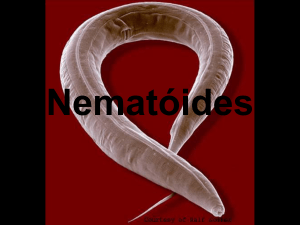 Posição sistemática dos nematóides
