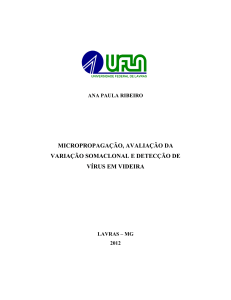 DISSERTACAO_Micropropagação, avaliação da variação