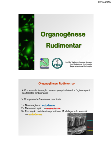 Organogênese Rudimentar - IBB