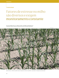 Fatores de estresse no milho são diversos e exigem