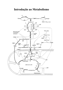26/08/2004 – GLICÓLISE/DESTINOS DO PIRUVATO ( p - IQ-USP