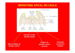 MERISTEMA APICAL DO CAULE