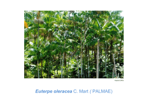 Euterpe oleracea C. Mart ( PALMAE)