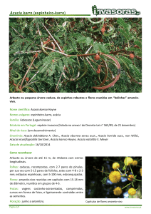 Acacia karroo - Invasoras.pt