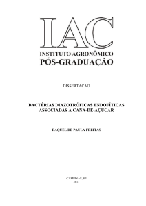 bactérias diazotróficas endofíticas associadas à cana-de-açúcar