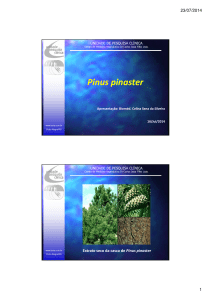16.07.14 – Pinus pinaster - Centro de Medicina Reprodutiva Dr