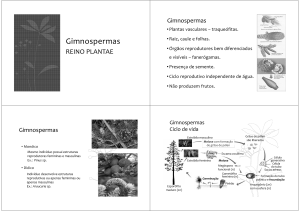 07_3 Reino Plantae Gimnospermas