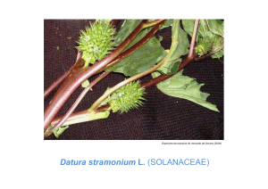 Datura stramonium L. (SOLANACEAE)