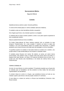 Neuroanatomia M&eacute;dica Segundo M&oacute;dulo Cerebelo