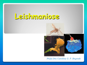 Leishmaniose - Farmácia UNISA 2008