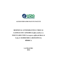 RESPOSTAS ANTIOXIDANTES E TROCAS GASOSAS EM CAFEEIRO