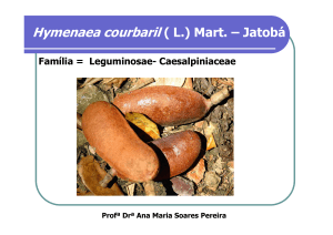 Hymenaea courbaril ( L.) Mart. – Jatobá