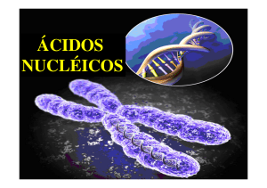 Ácidos Nucléicos