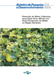 Detecção do Melon Yellowing associated Virus (MYaV) - Infoteca-e