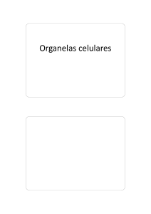 Organelas celulares