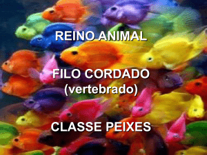 REINO ANIMAL FILO CORDADO (vertebrado) CLASSE PEIXES