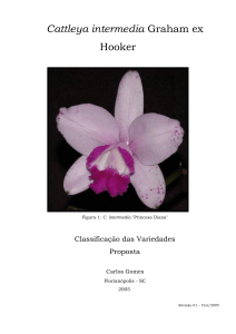 Cattleya intermedia – Classificação – (2005)