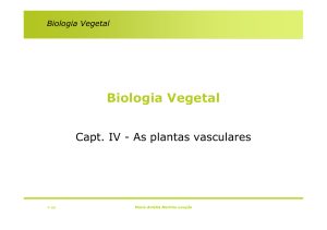 Hetero e Homosporia. Filogenia das plantas vasculares