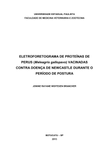 ELETROFORETOGRAMA DE PROTEÍNAS DE PERUS (Meleagris
