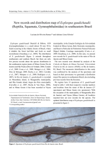 New records and distribution map of Ecpleopus gaudichaudii
