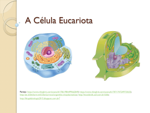 A Célula Eucariota Animal