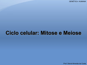 Ciclo celular: mitose e meiose