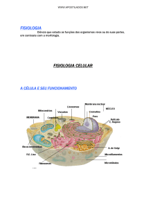 Estrutura do núcleo celular