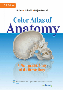 Yokochi s Color Atlas of Anatomy 7th Ed