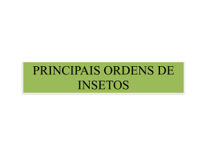 Principais-Ordens-Dos-Insetos